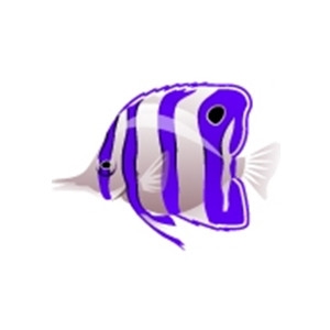 Indigo Butterflyfish